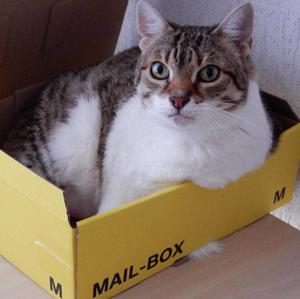 Katze sitzt im Postpaket
